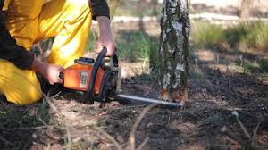 Best Tree and Shrub Care  in Williamstown, NJ