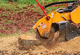 Best Root Management and Removal  in Williamstown, NJ