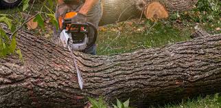 Best Arborist Consultation Services  in Williamstown, NJ