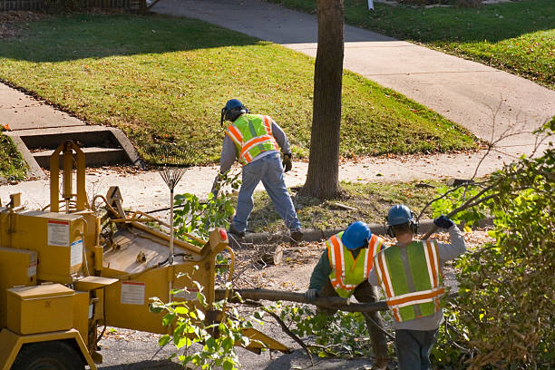 Best Lawn Grading and Leveling  in Williamstown, NJ
