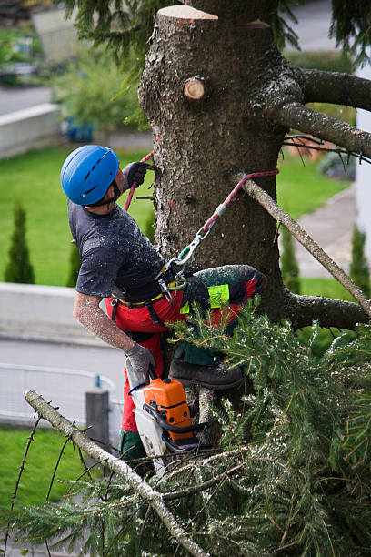 Best Tree Risk Assessment  in Williamstown, NJ