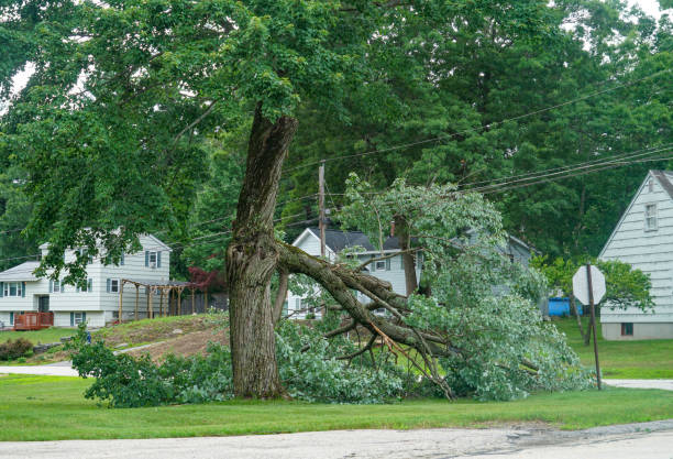 Best Tree Health Inspection  in Williamstown, NJ