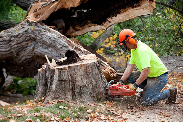 Best Tree Disease Treatment  in Williamstown, NJ