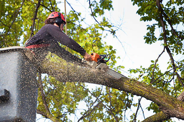 Best Tree Health Inspection  in Williamstown, NJ