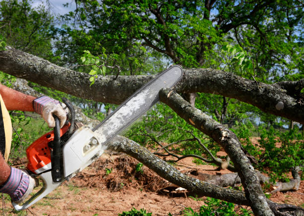 Best Tree Preservation Services  in Williamstown, NJ