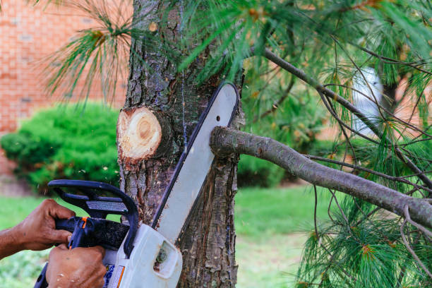 Professional Tree Removal in Williamstown, NJ
